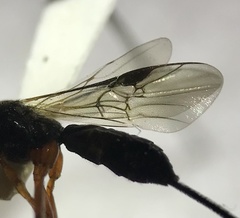 Earinus limitaris