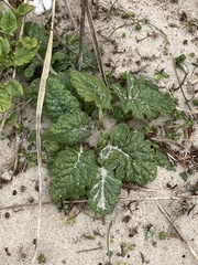 Jacobaea vulgaris dunensis