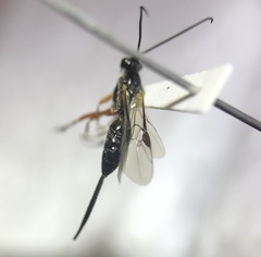 Earinus limitaris