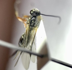 Earinus limitaris