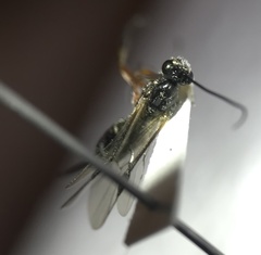 Earinus limitaris