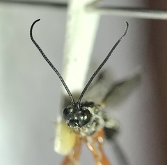 Earinus limitaris