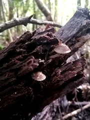 Mycena atroincrustata