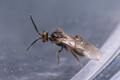 Braconidae