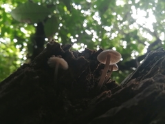 Mycena atroincrustata