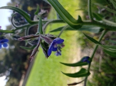 Anchusa azurea