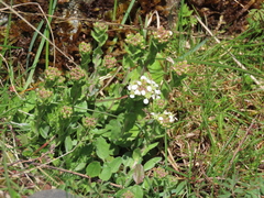 Lepidium heterophyllum