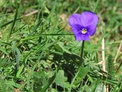 Viola bubanii