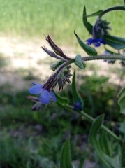 Anchusa azurea