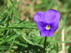 Viola bubanii
