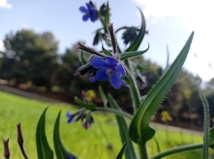 Anchusa azurea