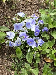 Viola × wittrockiana