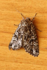 Pachetra sagittigera