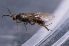 Braconidae