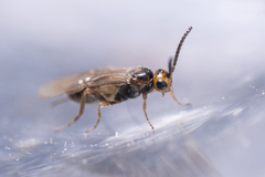 Braconidae