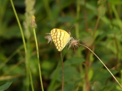 Colotis vesta