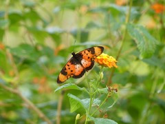 Acraea acara