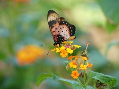 Acraea acara