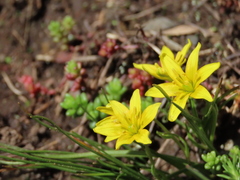 Gagea soleirolii