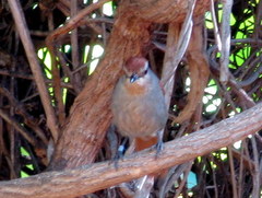 Cichladusa ruficauda