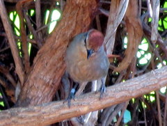 Cichladusa ruficauda
