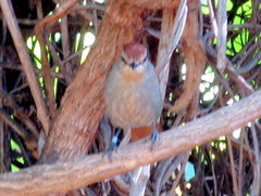 Cichladusa ruficauda