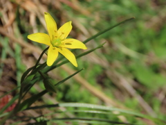 Gagea soleirolii