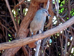 Cichladusa ruficauda