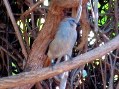Cichladusa ruficauda