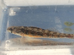 Etheostoma exile
