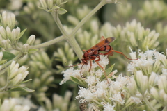 Tachypompilus mendozae