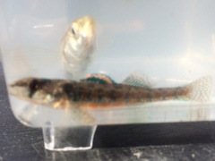 Etheostoma exile