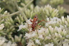 Tachypompilus mendozae