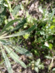 Echinaria capitata