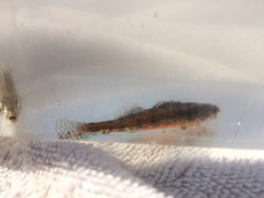 Etheostoma exile