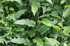 Angiospermae