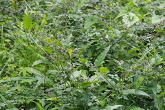 Angiospermae
