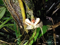 Dracula chestertonii