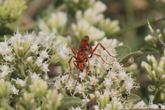 Tachypompilus mendozae