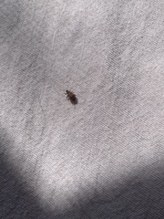 Orchestes steppensis