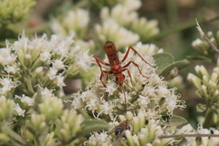 Tachypompilus mendozae