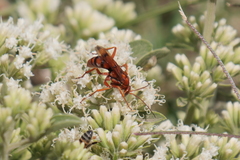 Tachypompilus mendozae