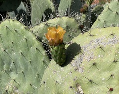 Opuntia ficus-indica
