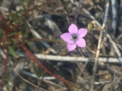 Gilia tenuiflora