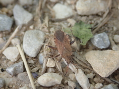 Anoplocerus elevatus