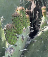 Opuntia ficus-indica