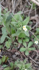 Buglossoides czernjajevii