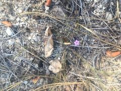 Gilia tenuiflora