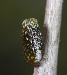 Amphibolips ellipsoidalis