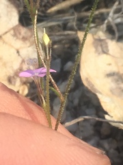 Gilia tenuiflora